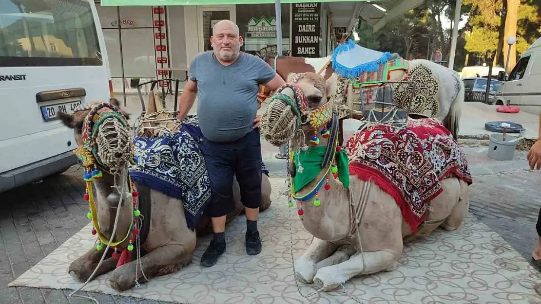 Yörük kültürünü yaşatmak için 36 yıldır develeriyle festivallere gidiyor