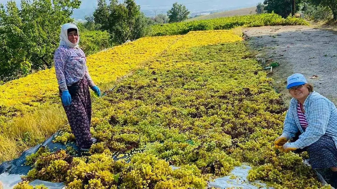 Yüksek sıcaklık üzümde kaliteyi arttırdı, verimi düşürdü