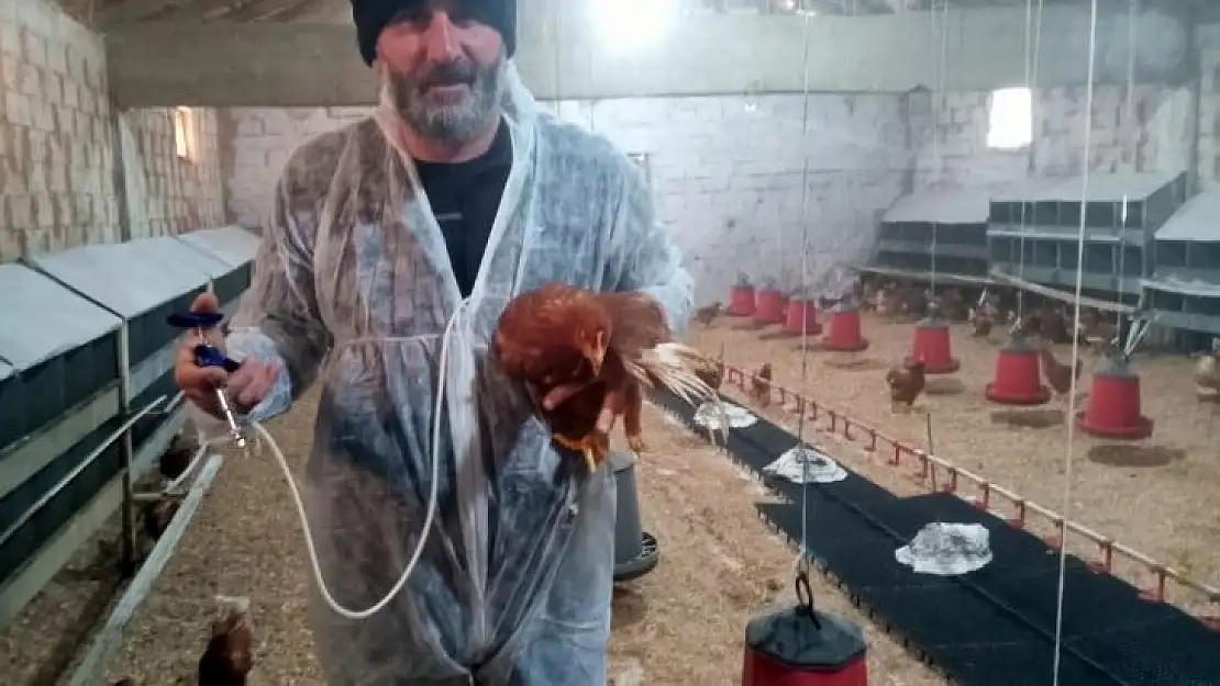 Yumurta tavukçuluğuna ilgi artıyor