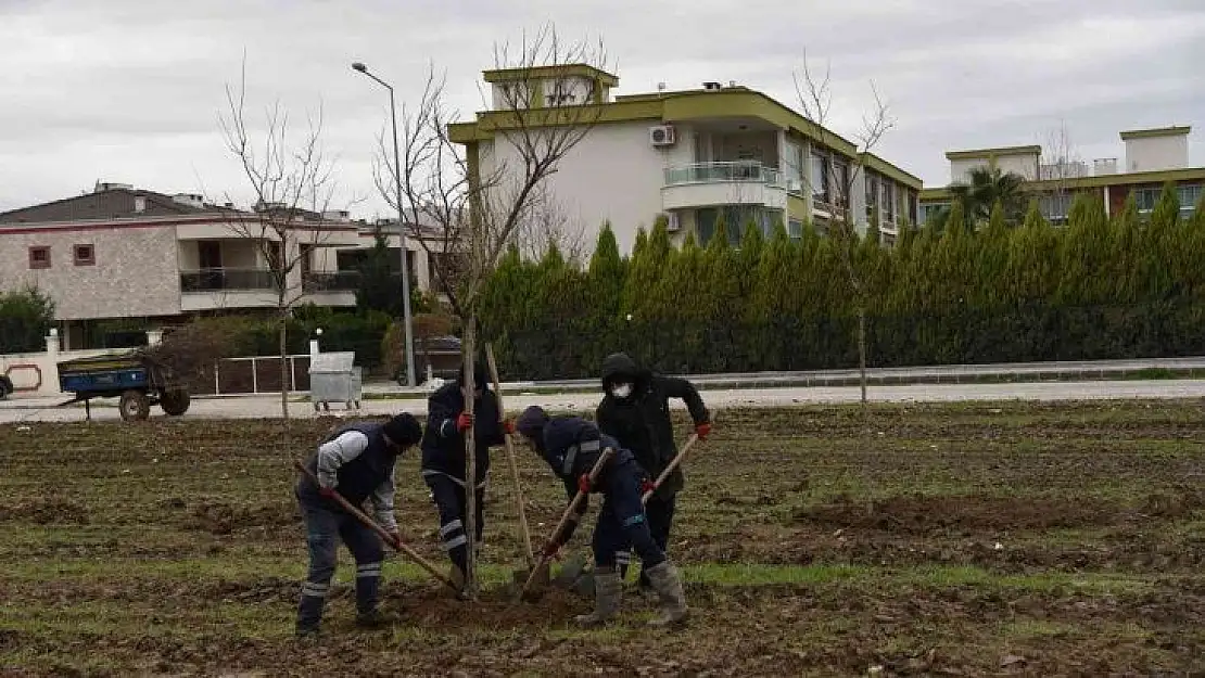 Yunusemre Belediyesi Muradiye'yi ağaçlandırıyor