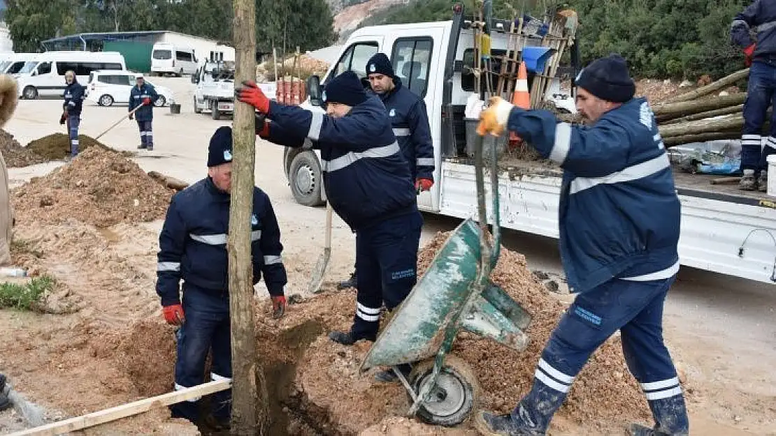 Yunusemre'de ağaçlandırma seferberliği devam ediyor