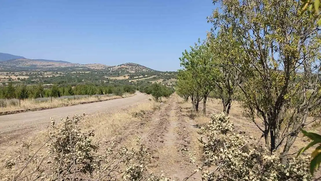 Yunusemre'de özel ağaçlandırma alanlarına bakım