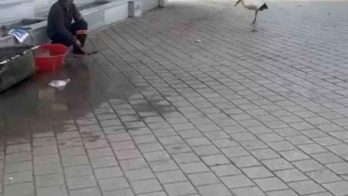 Yusuf dayının leyleği 'Bilal' bu yıl da geldi