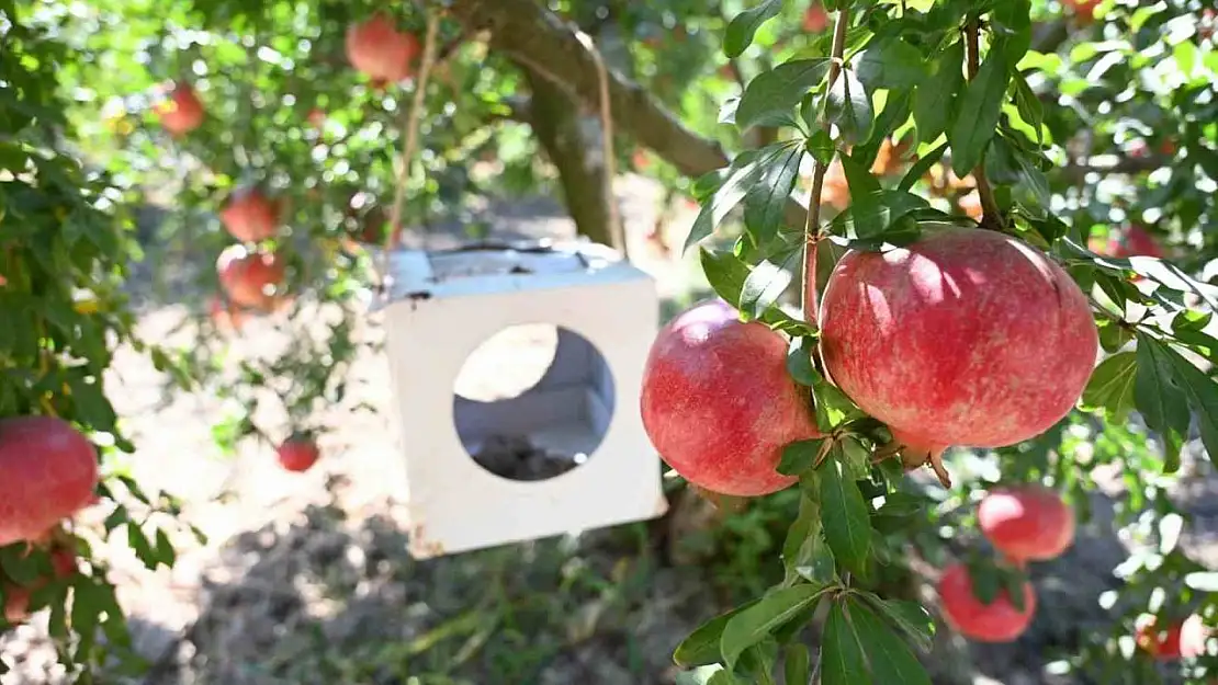 Zararlılarla mücadelede kullanılan akıllı böcekler gıda güvenliğini artırdı