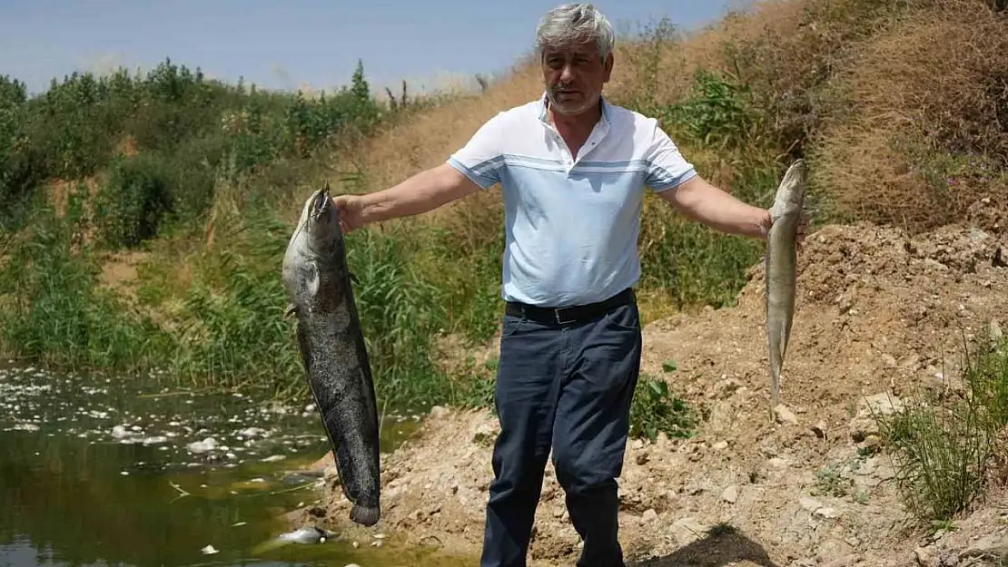 Zehir akan Nilüfer Çayı'nda balık katliamı