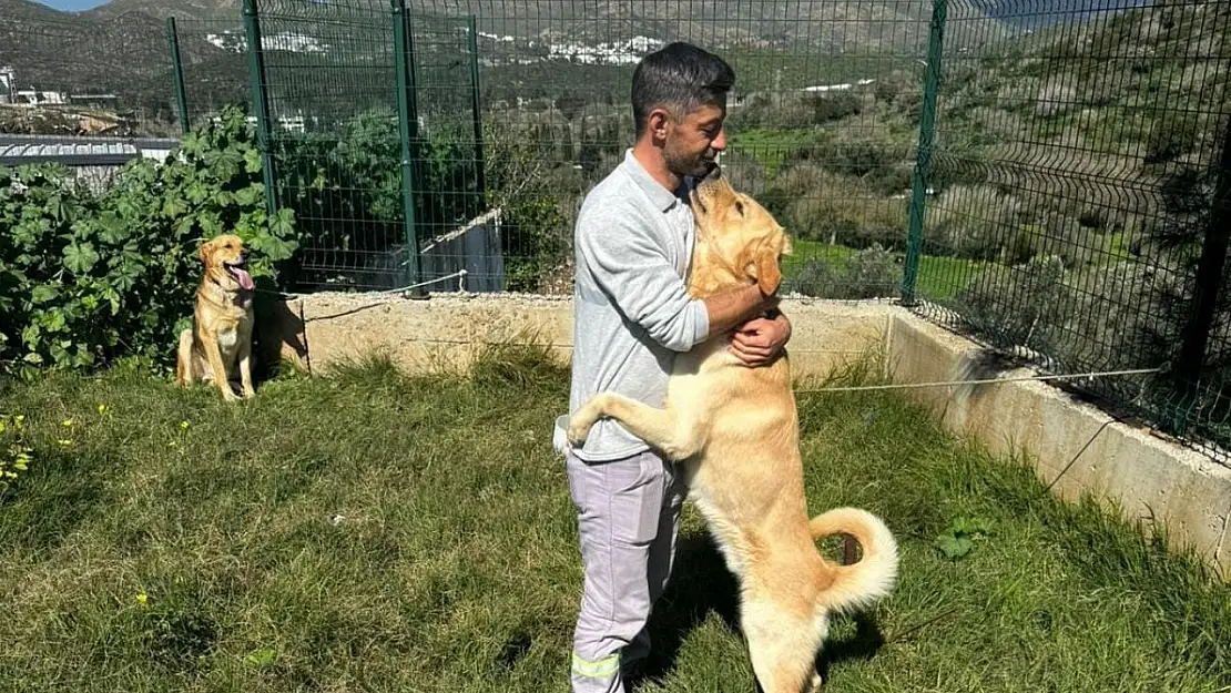 Zehirlendiği iddia edilen hayvanlar, belediye ekipleri tarafından kurtarıldı