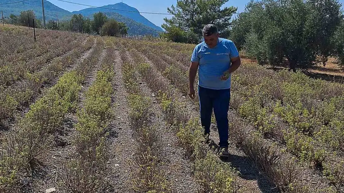 Zerdaçal üretimi Ortaca'da gelişiyor