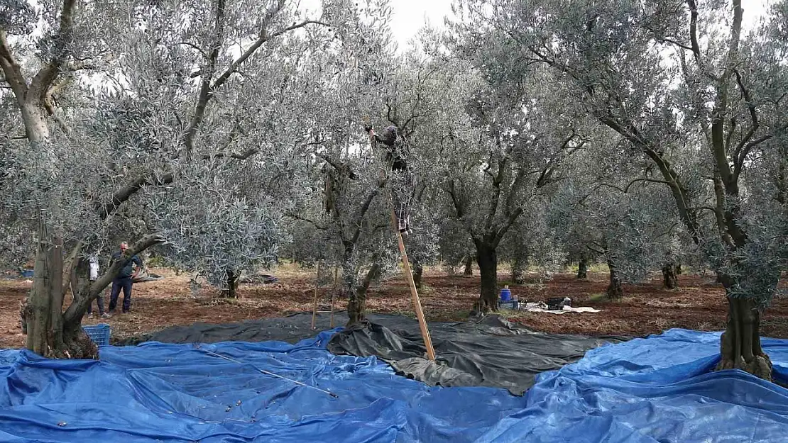 Zeytin bol piyasalar beklemede...