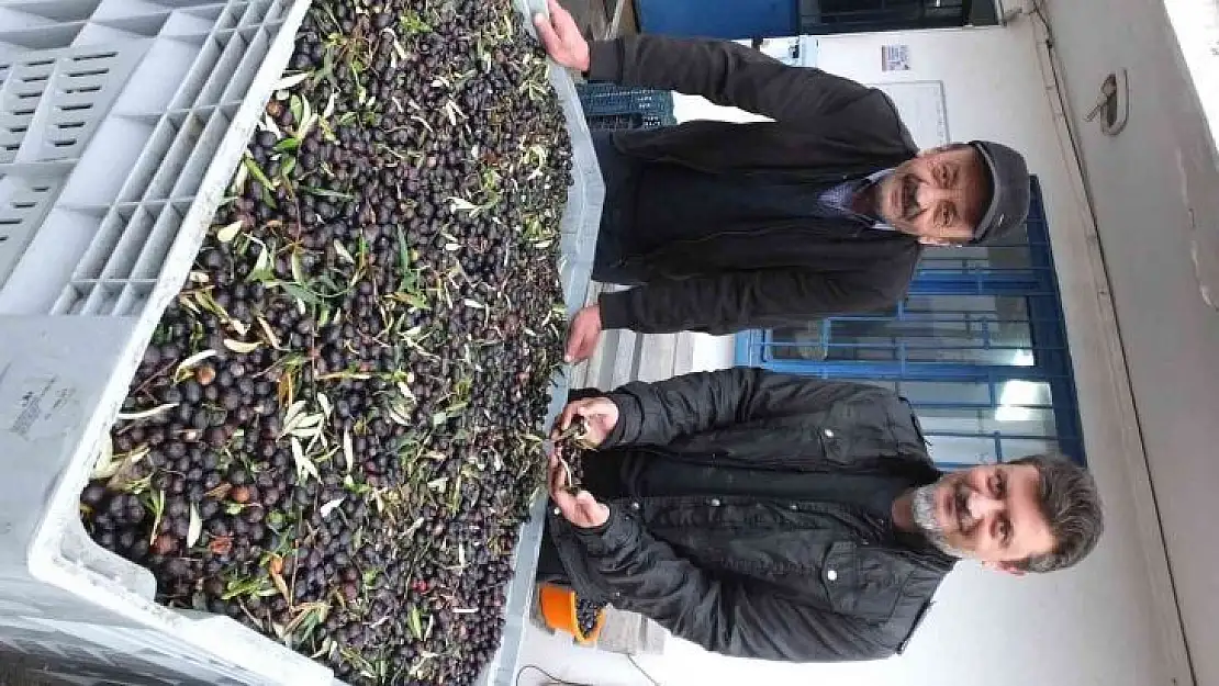 Zeytin hasadına yağmur molası