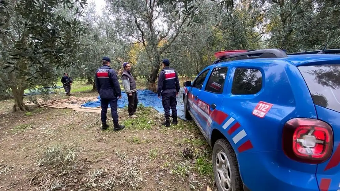 Zeytin hırsızlarına karşı jandarma tedbir aldı