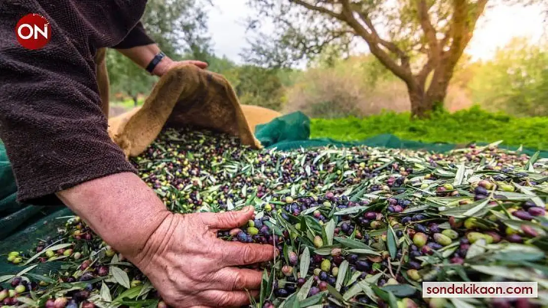 Zeytin ve zeytinyağı ihracatı, 136 milyon dolara ulaştı