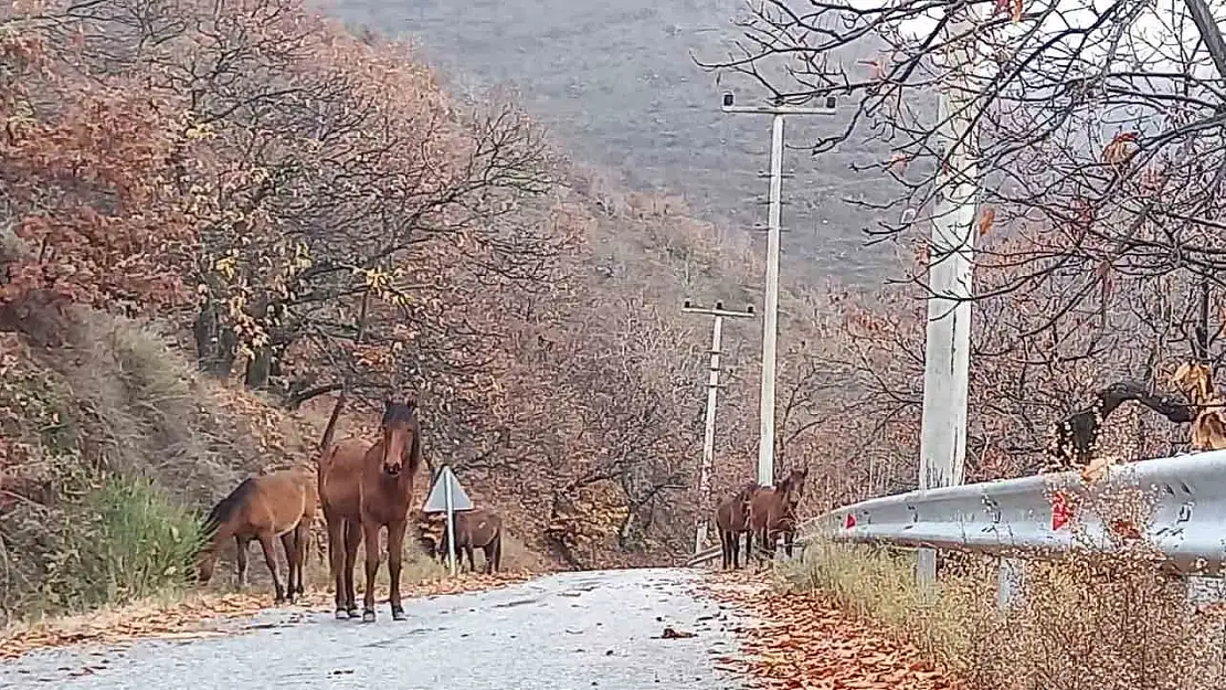 Zeytinde 'yok yılı' yük hayvanlarına yaradı