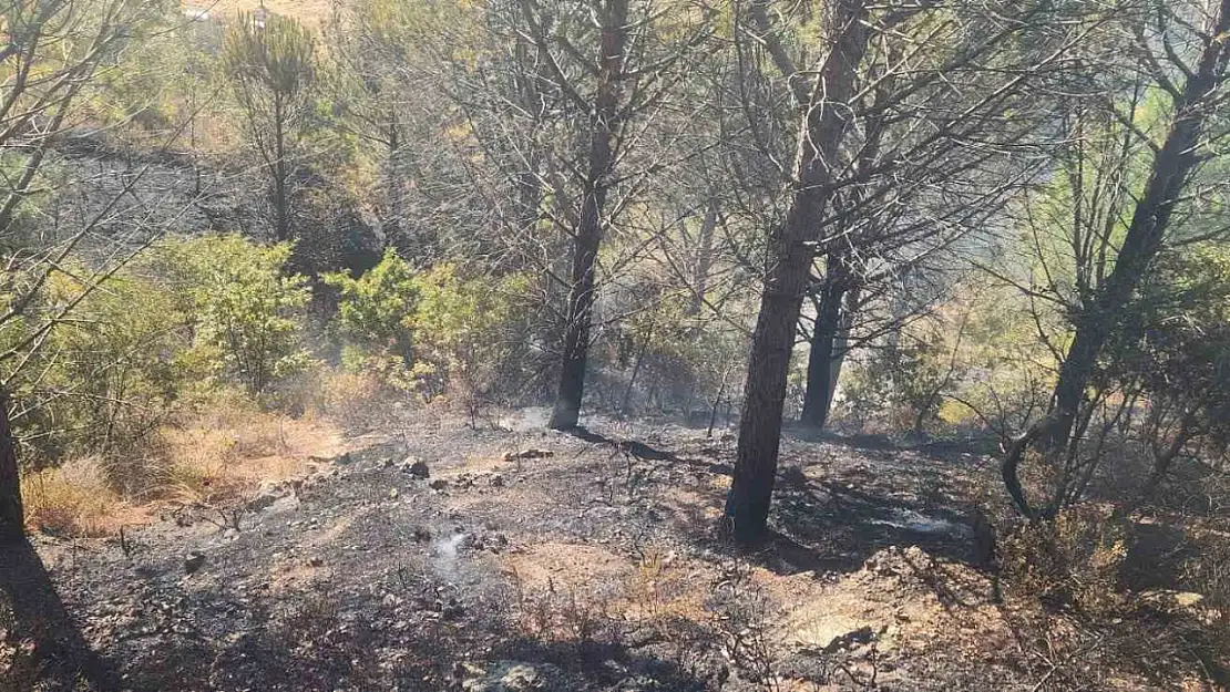 Zeytinlik alanda çıkan yangına havadan ve karadan müdahale edildi