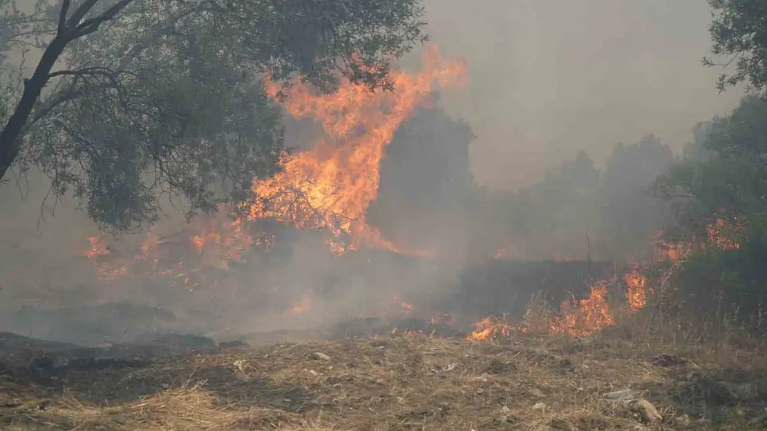 Zeytinlik alandaki yangın kısmen kontrol altına alındı