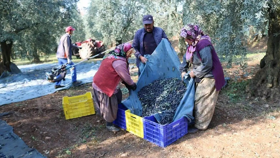 Zeytinyağı ihracatı hızlı gidiyor, ABD'ye ihracat 5 katına ulaştı