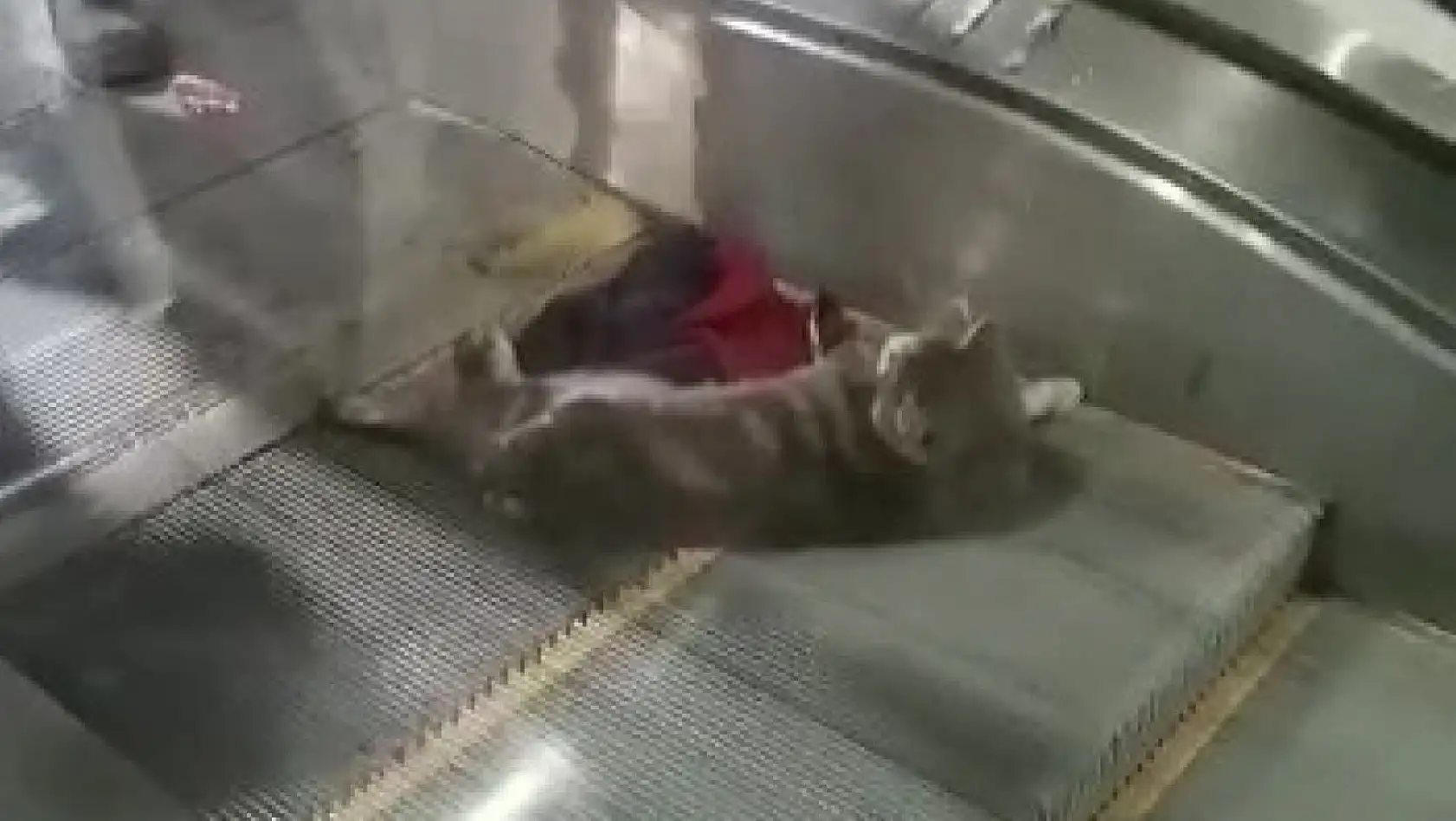 Ayağı yürüyen merdivene sıkışan kedi yardım bekledi