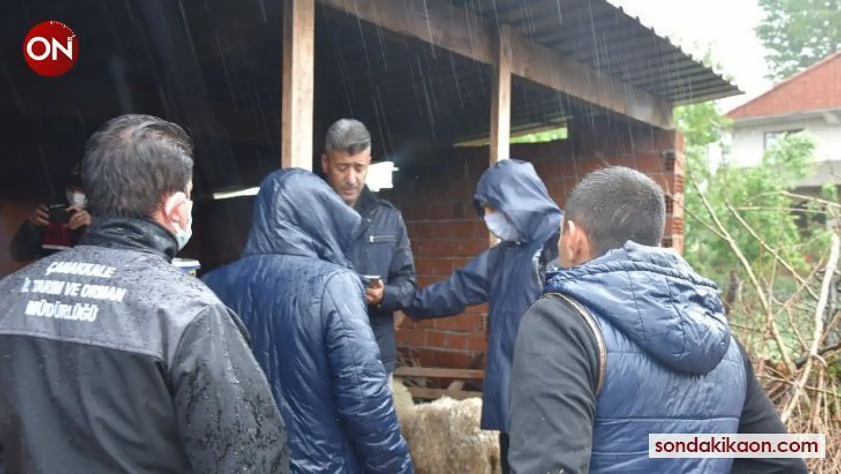 Biga'da 9 koyun yağmur sularına kapıldı