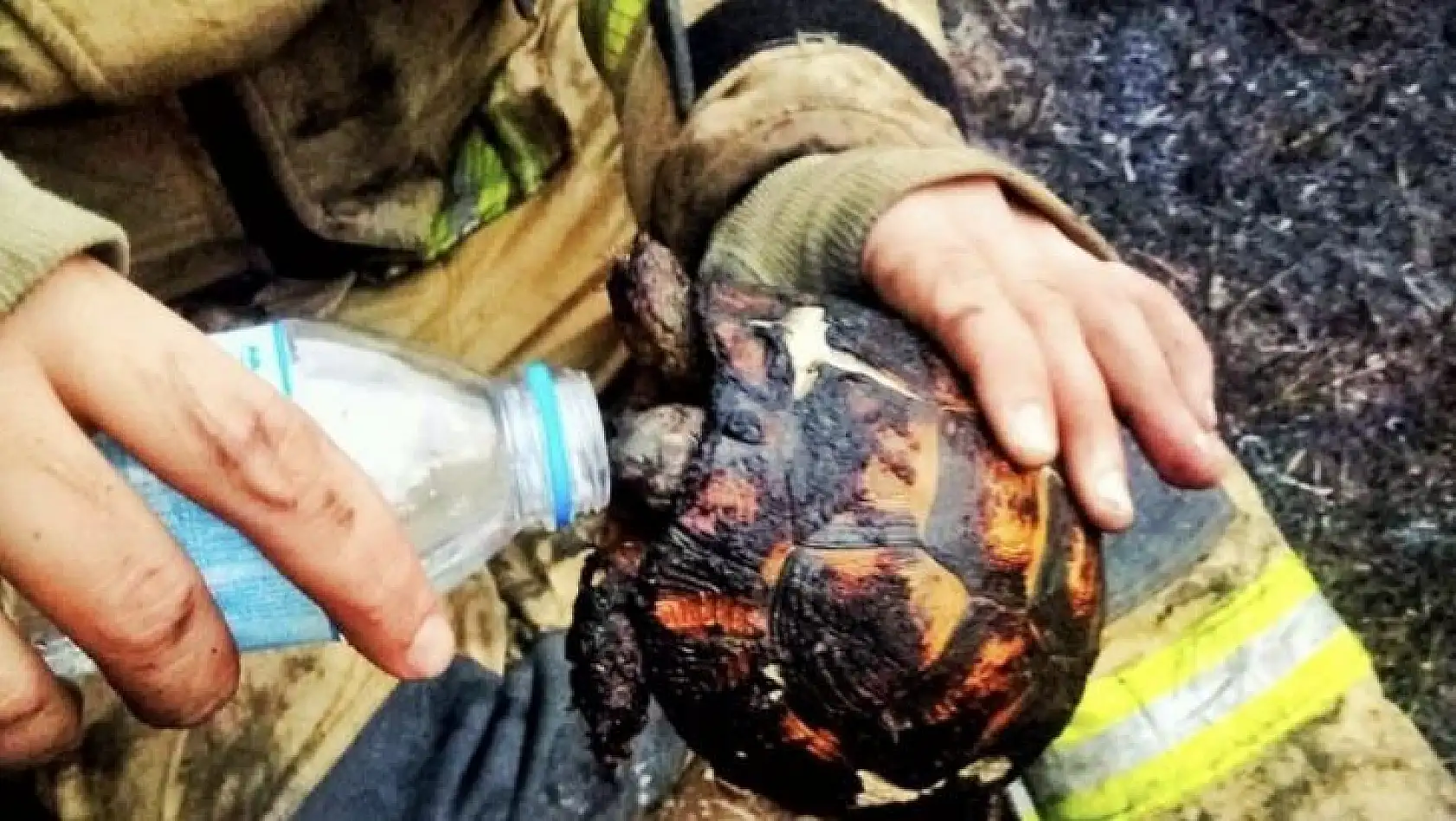 Bursa'da yangının ortasında kalan kaplumbağayı itfaiye ekipleri kurtardı, su ile susuzluğunu giderdiler