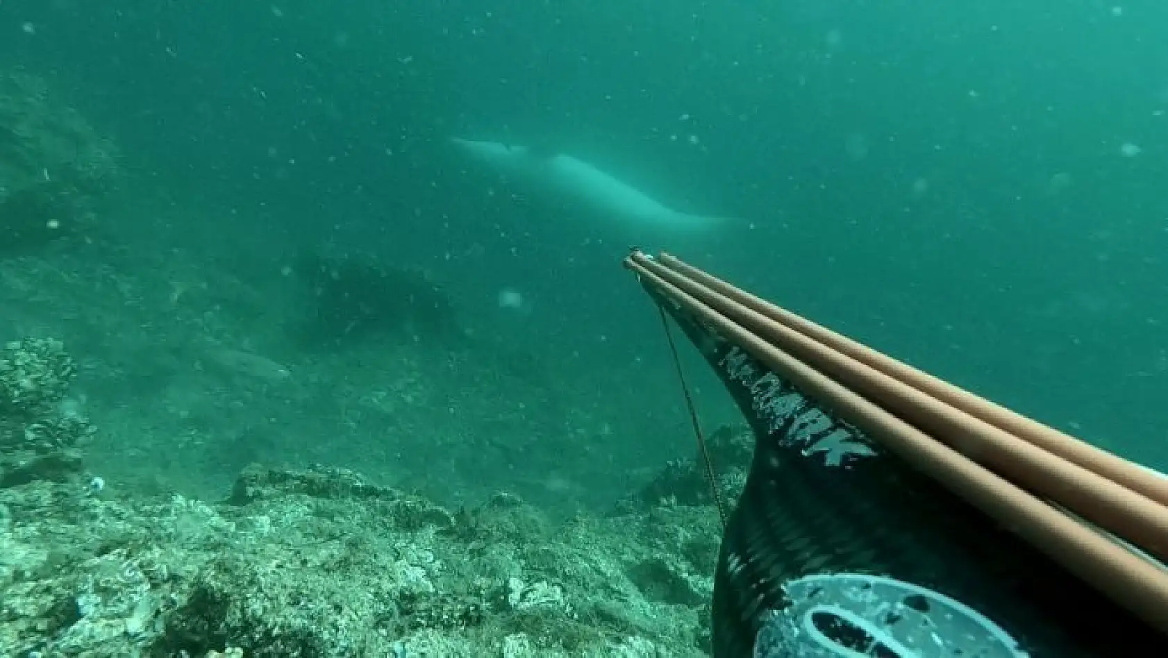 Çanakkale Boğazı'nda ters yüzen yunus balığı sualtı kamerasıyla görüntülendi