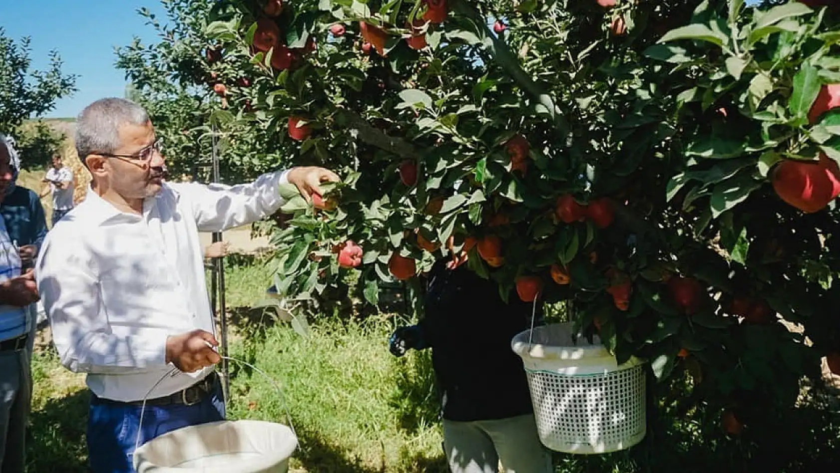Çivril'de ilk elma hasadını Başkan Vural gerçekleştirdi