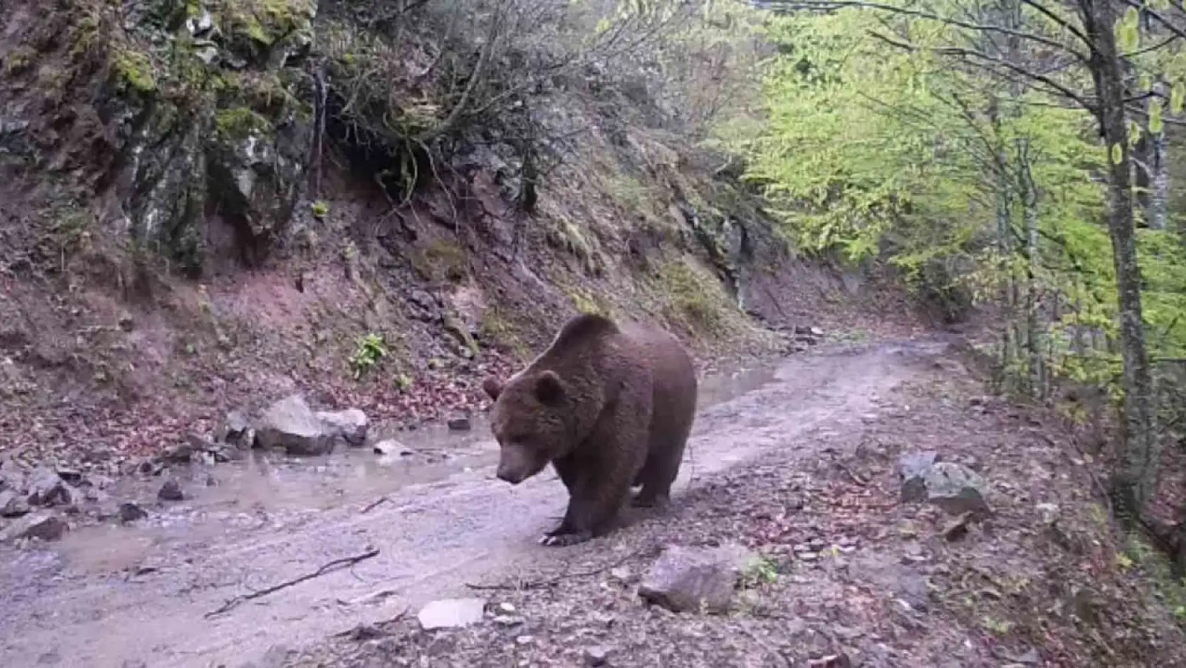 Gönen'de iki ayrı fotokapana yakalanan ayılar şaşırttı