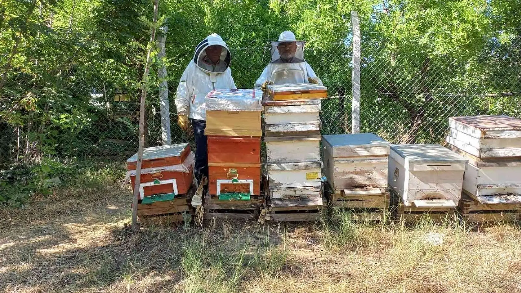 Havalar geç ısınınca arıların oğul dönemi Temmuz'a kaydı