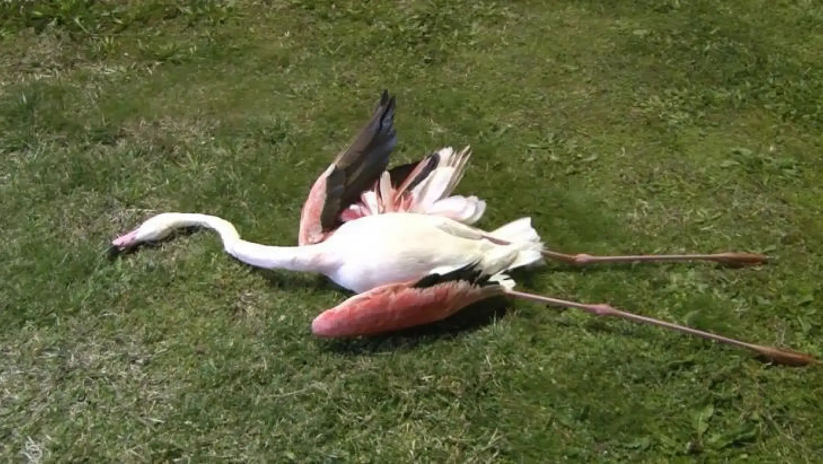 İzmir'de flamingoların toplu ölümü endişe uyandırdı
