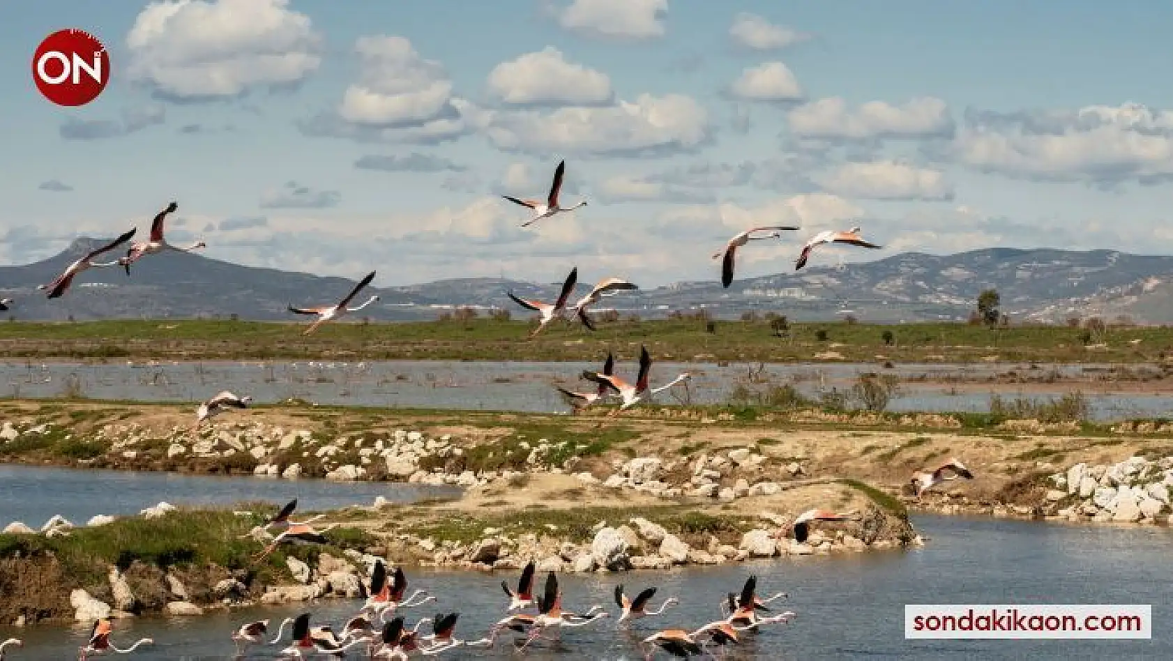 İzmir'in Gediz Deltasında Kuş Göçü İzleme Programı başladı