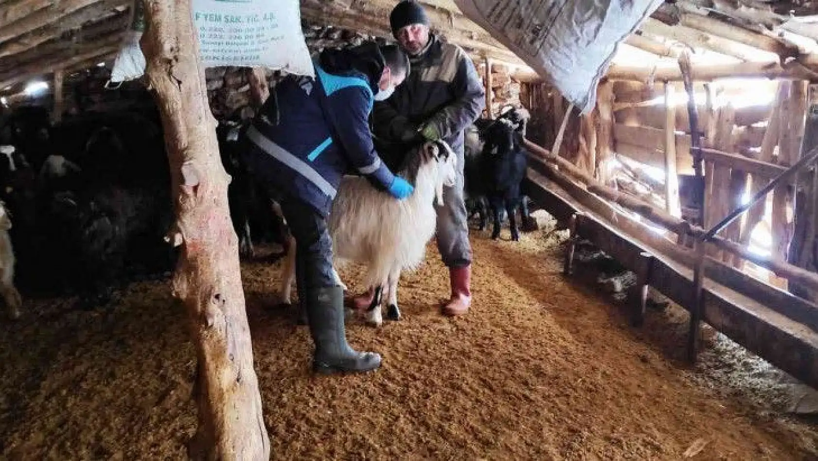 Kütahya'da anaç koyun keçi tespit çalışmaları