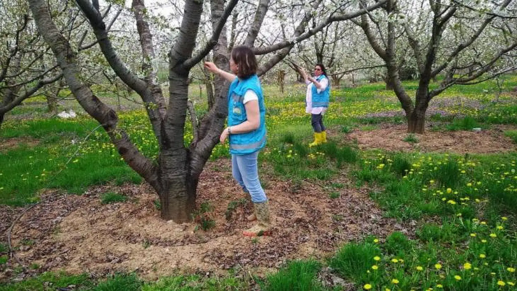 Kütahya'da meyve bahçelerinde monilya hastalığı survey çalışmaları