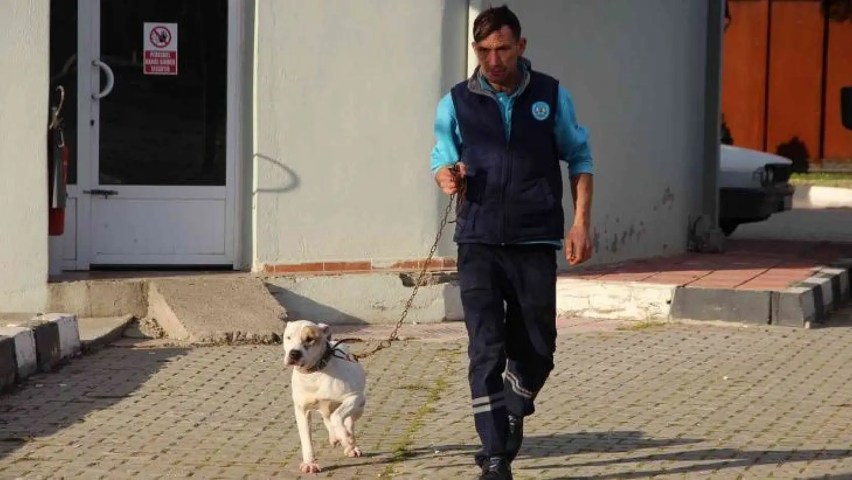 Manisa'da barınaktaki yasaklı ırk köpeklerin sayısı 240'a ulaştı