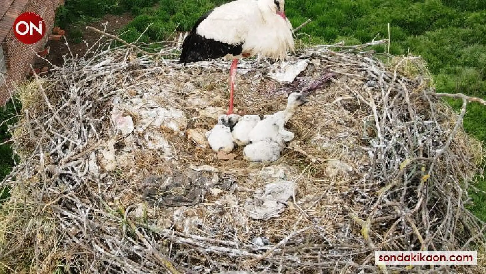 (Özel) Çanakkale'de yavru leylekler yumurtadan çıktı