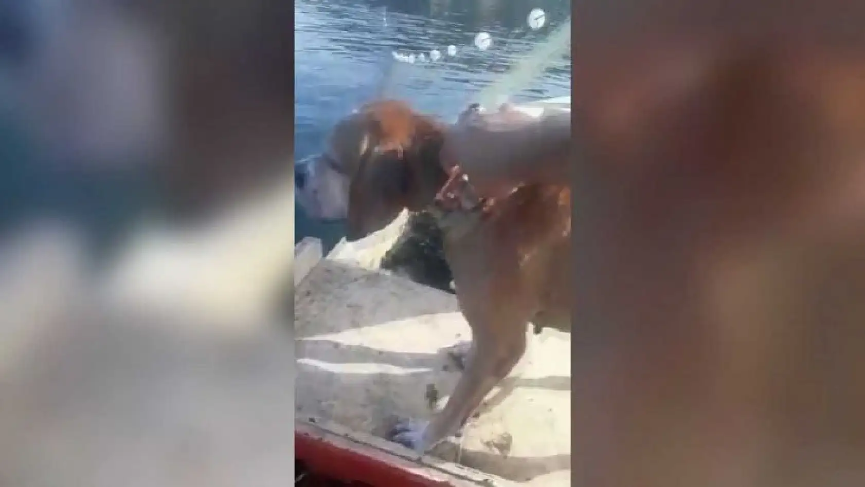 (Özel) - Denizde boğulmak üzere olan köpeği balıkçılar son anda kurtardı