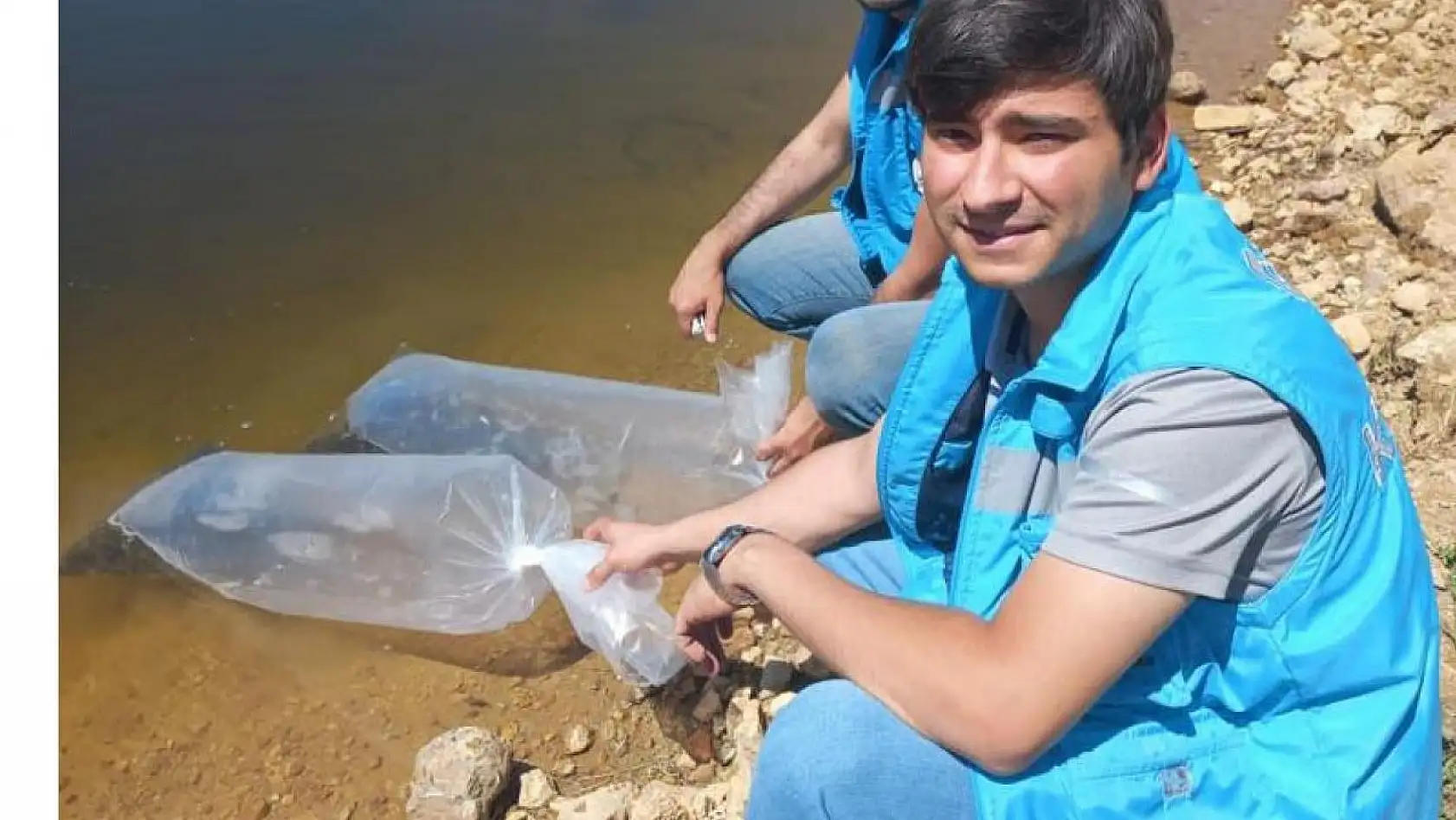 Pazarlar'daki göletlere 36 bin adet pullu sazan balığı yavrusu bırakıldı