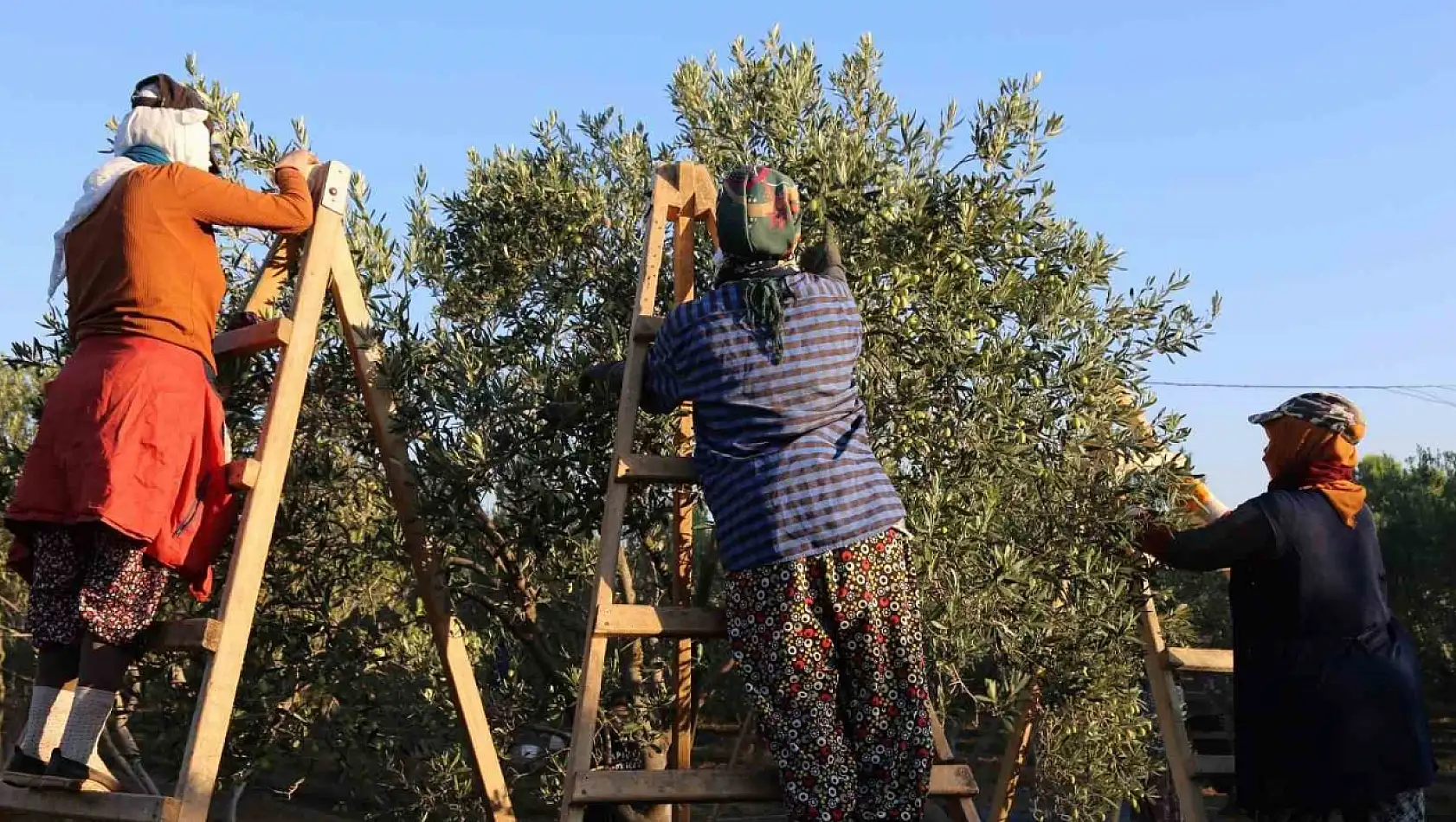 Ayvalık'ta dua ve hayır yemekleriyle ilk hasat