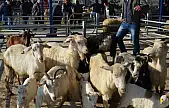 Balıkesir'de şap alarmı: 15 mahalle karantinaya alındı