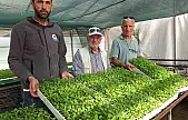 Balıkesir'de Stevia fidesi sevkiyatına başlandı