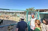 Bandırma Belediyesi'nden sokak hayvanları için yeni yaşam alanı çalışması