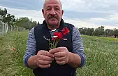 Burhaniye'de tarlalar gelincik açtı