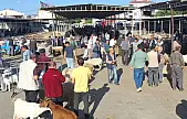 Havran'da Kurban Bayramı öncesi hayvan pazarı denetlendi