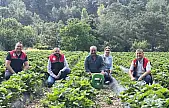 Kaymakam Özderin, çilek hasadına katıldı