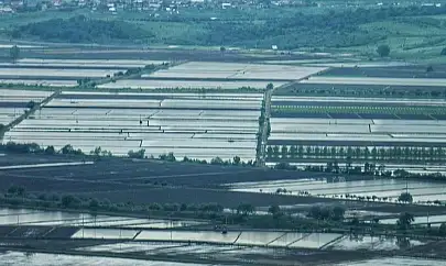2025 sezonunda çeltik ekimine sınırlama uygulanacak