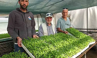 Balıkesir'de Stevia fidesi sevkiyatına başlandı