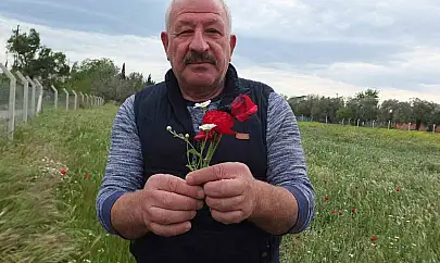 Burhaniye'de tarlalar gelincik açtı