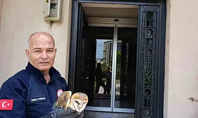Burhaniye'de yaralı baykuş, milli parklar şefliğine teslim edildi