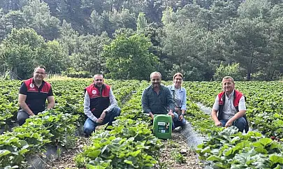 Kaymakam Özderin, çilek hasadına katıldı