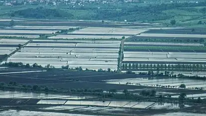 2025 sezonunda çeltik ekimine sınırlama uygulanacak