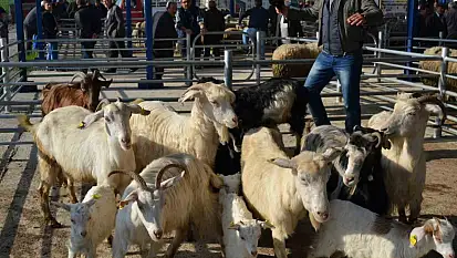 Balıkesir'de şap alarmı: 15 mahalle karantinaya alındı