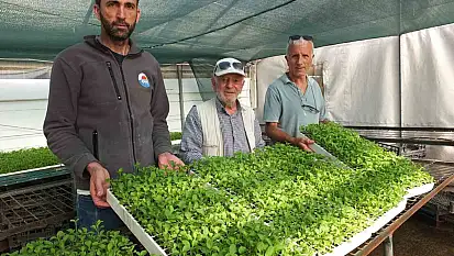 Balıkesir'de Stevia fidesi sevkiyatına başlandı