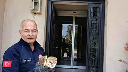 Burhaniye'de yaralı baykuş, milli parklar şefliğine teslim edildi